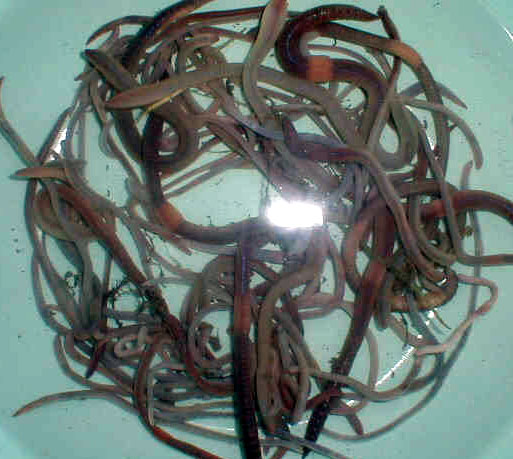 purging_worms.JPG (63104 bytes)